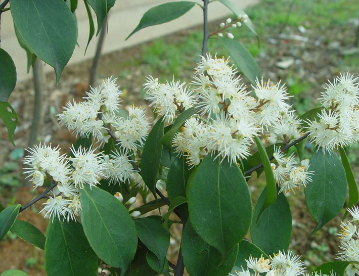 Symplocaceae seed